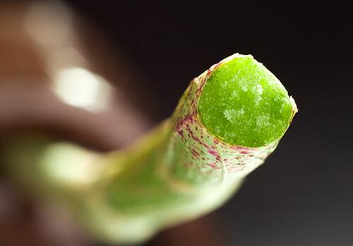 为什么要人们要把石斛鲜条加工成枫斗呢？