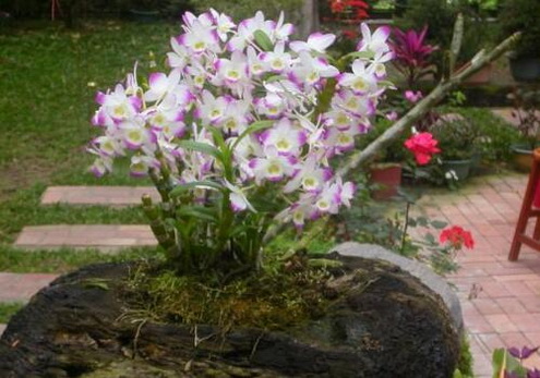 铁皮石斛的叶子都掉光了还能活吗？