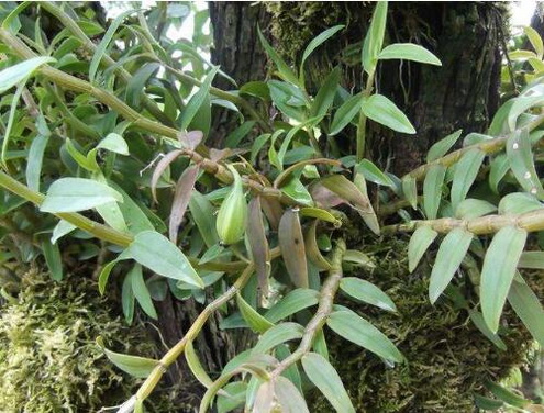 霍山铁皮石斛发霉了怎么办？霍山铁皮石斛发霉了还能吃吗？