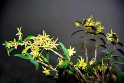 春石斛的生长环境是怎样的？