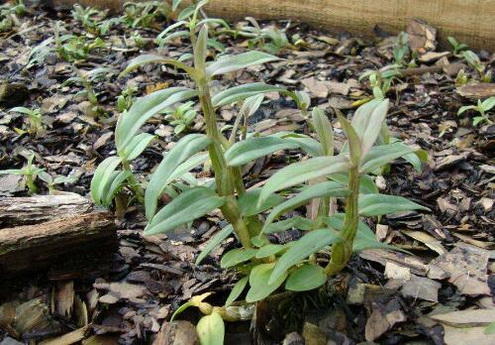 慢性声带咽喉炎吃什么好？慢性声带咽喉炎怎样用石斛？