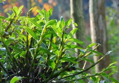 高血压吃什么好？高血压怎样吃石斛？