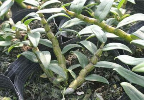 石斛苗床长蘑菇怎么办？