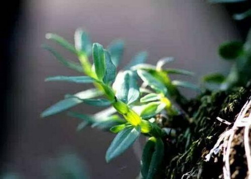 阳虚的人能吃铁皮石斛吗?