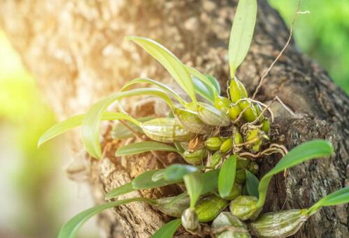 大棚种植的石斛怎样进行光照管理？