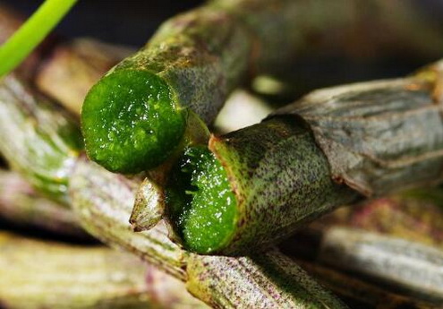 大棚种植的石斛怎样进行光照管理？