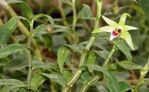 如何判断铁皮石斛粉是否过期了？