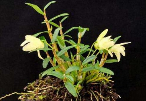 铁皮石斛功效的常见疑难解答