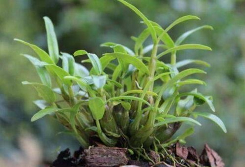 铁皮石斛种植多久才会开花？