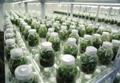 人工铁皮石斛是怎么种出来的？