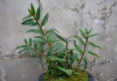 铁皮石斛浇水是用淘米水好呢，还是用雨水好？