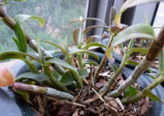 家养铁皮石斛对温度有什么要求？