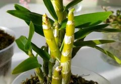 买的石斛鲜条出芽了，可以用来培育种植吗？
