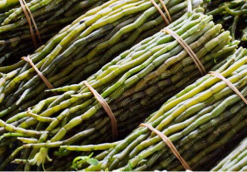 铁皮石斛多糖有增强免疫力的功效吗？