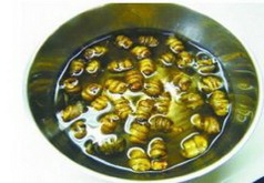 铁皮石斛煮水一般要煮多久？