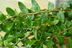 铁皮石斛叶怎么吃比较好？