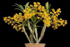 怎样种植金钗石斛盆栽？