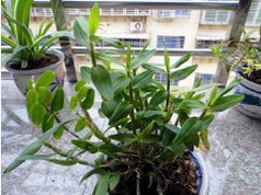 家里的铁皮石斛盆栽怎样食用？