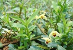 石斛种植及市场动态