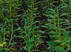 石斛的来源与分布环境