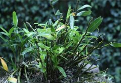 主要药用种类石斛的形态特征与药材性状