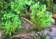 铁皮石斛的植物形态特征