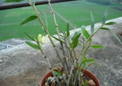 细茎石斛的植物形态特征