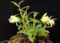 金钗石斛的植物形态特征