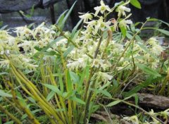 马鞭石斛的植物形态特征