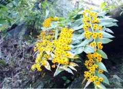 束花石斛的植物形态特征