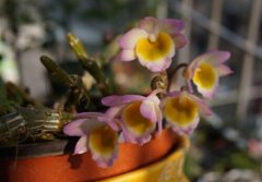 玫瑰石斛的植物形态特征