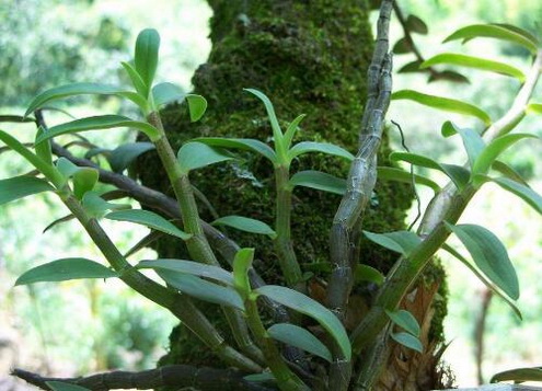 霍山石斛和西洋参泡茶喝的功效？