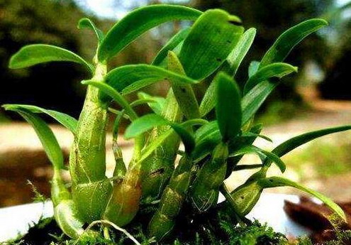 铁皮石斛泡酒有什么功效与作用？