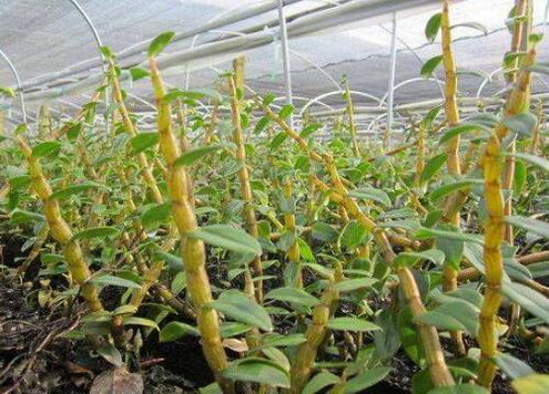铁皮石斛滋阴的效果如何？
