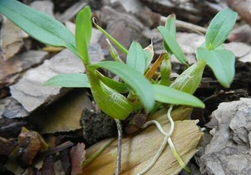 铁皮石斛对女性更年期有什么作用？