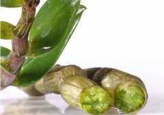 新鲜石斛的质量与标准规格