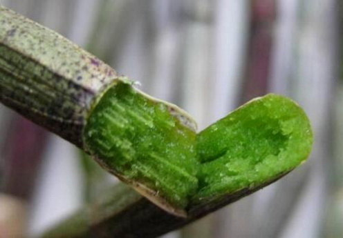 铁皮石斛花的作用？