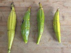 石斛伪品的性状鉴别要点