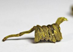 常见药用石斛的规格等级