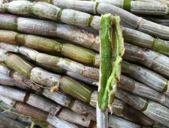 铁皮石斛所含的有效成分