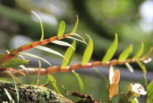 老年人冬季服用铁皮石斛的作用？