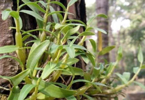 铁皮石斛对肝脾的作用