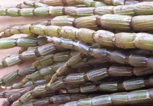 铁皮石斛防治肝病的原因是什么？