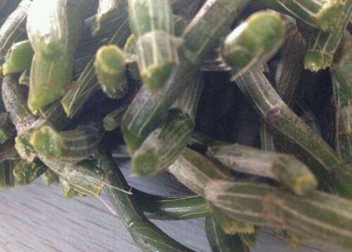 金钗石斛酒的制作方法和功效