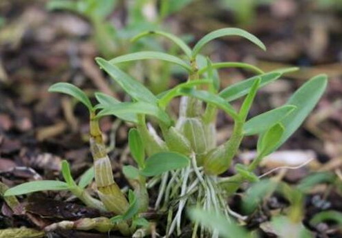 铁皮石斛鲜条的适宜人群