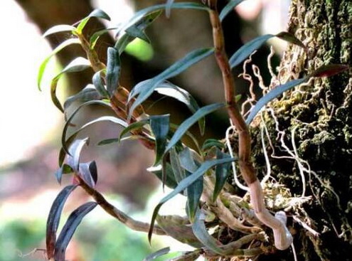 石斛酒方之期颐酒的方剂和功效
