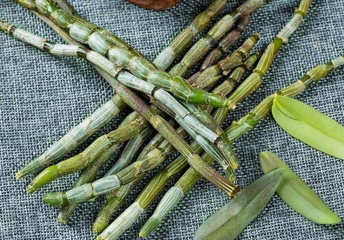 石斛验方之增减续断丸的方剂和功效