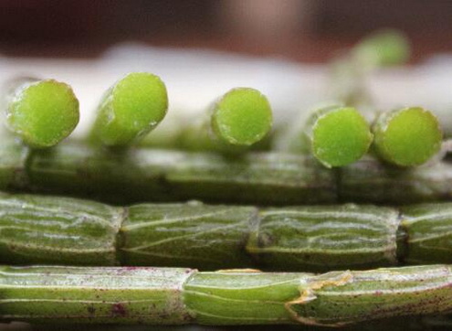 虫草花石斛麦冬瘦肉汤的做法和功效