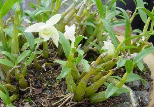 西洋参石斛炖汤的做法和功效