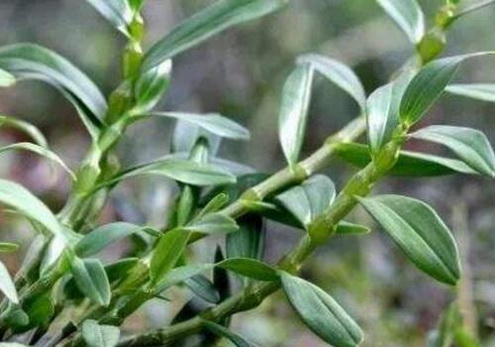 石斛山药猪骨汤的做法和功效